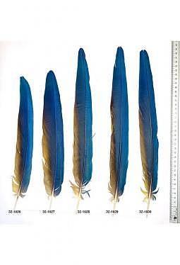 Ara Federn - Schwanzfedern Papagei blau-gelb (4)
